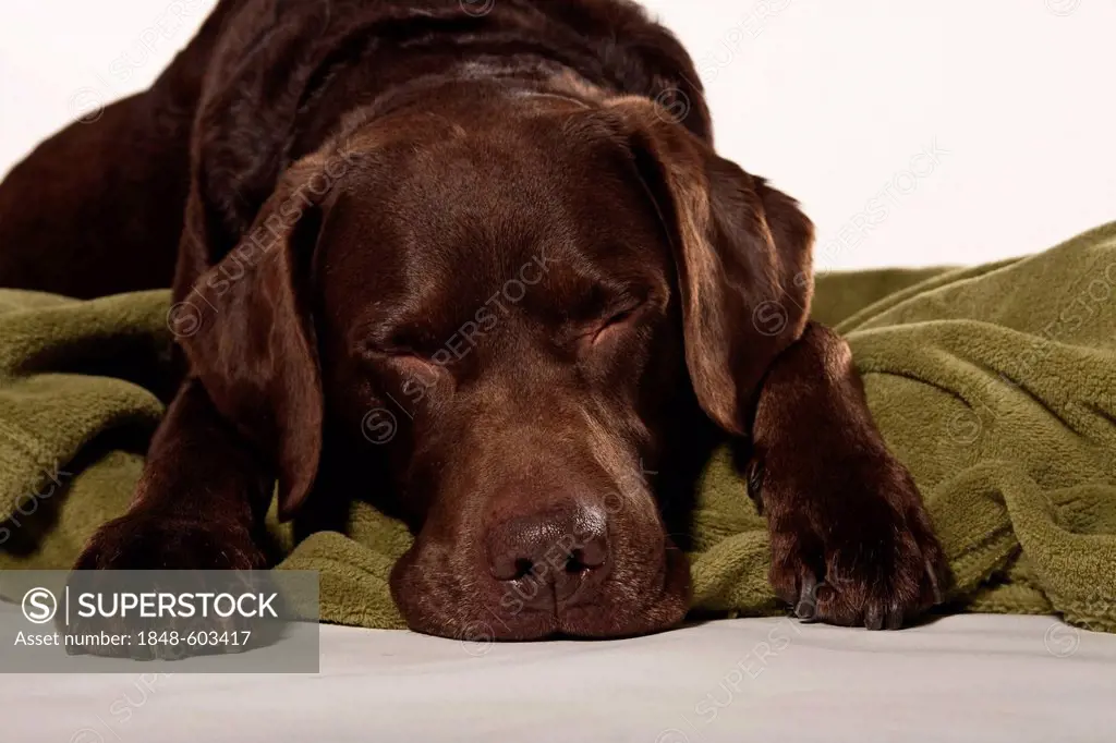 Brown Labrador, old dog, lying on a blanket