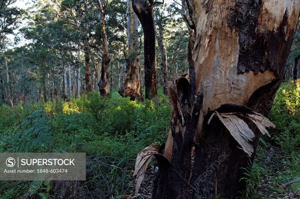 Leeuwin-Naturaliste National Park, Augusta, Western Australia, Australia