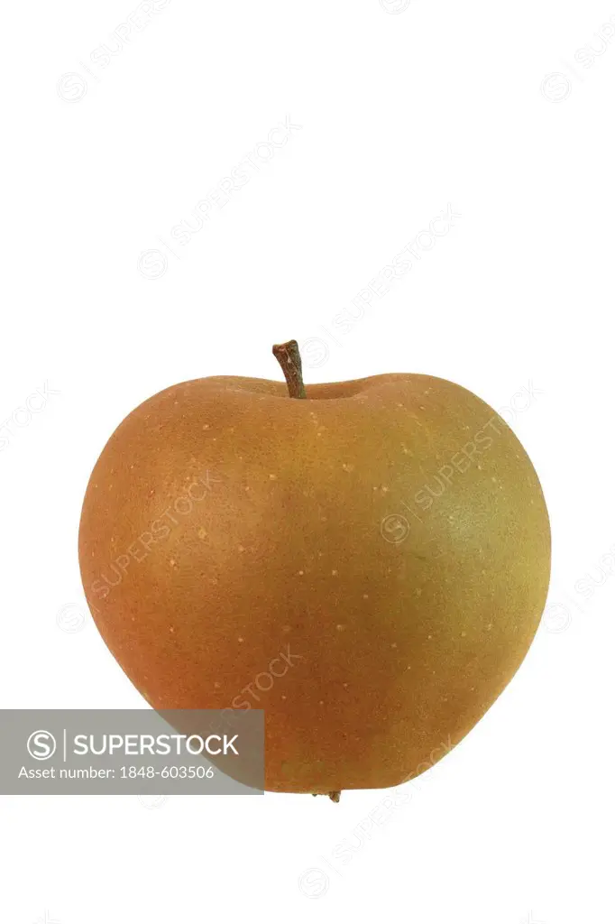 Apple (Malus), Osnabrueck Renette cultivar