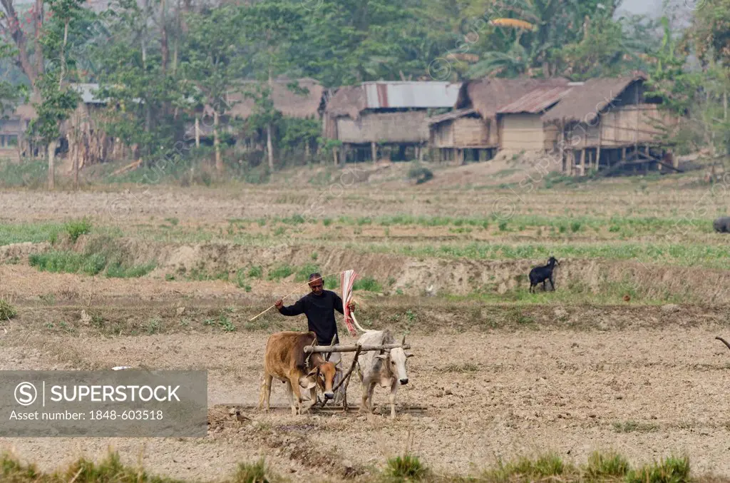 Farmer on his land near Kaziranga National Park, Assam, northeast India, India, Asia