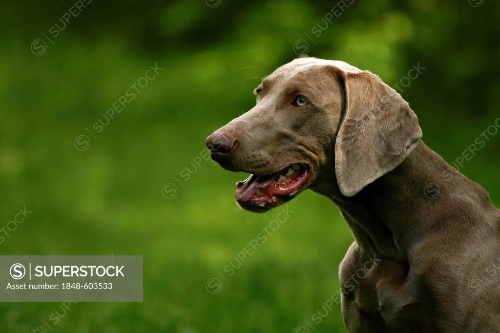 Weimaraner dog breed, portrait