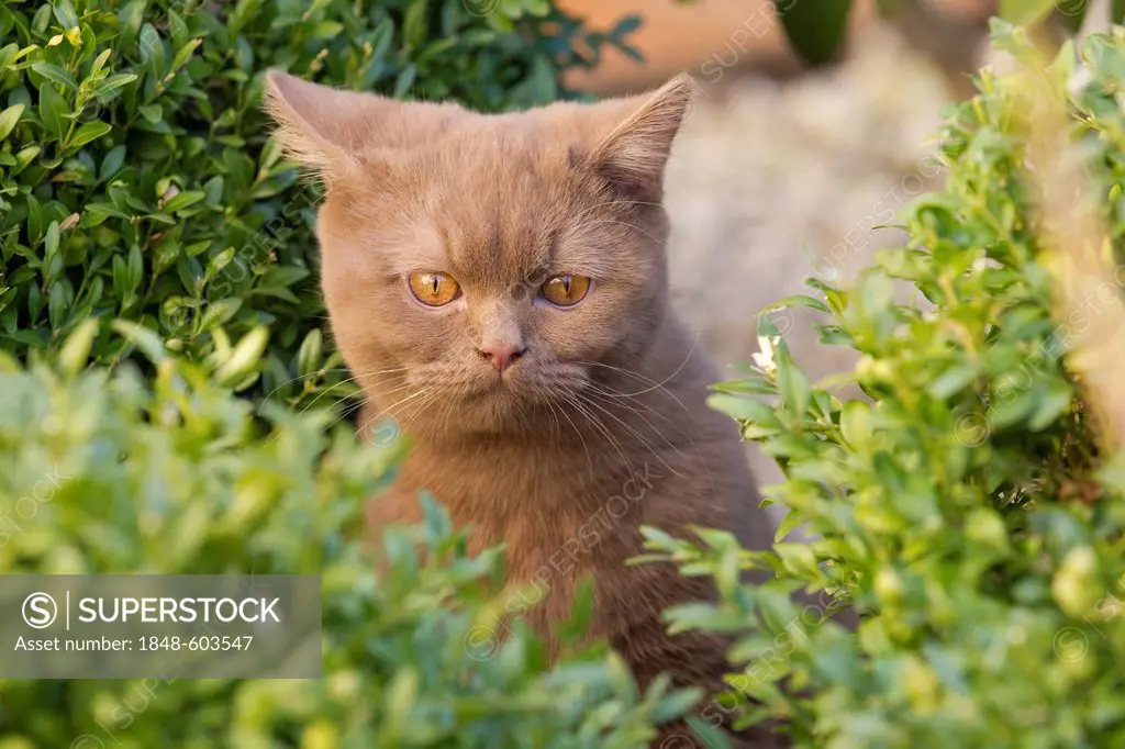 British short hair cat (Felis catus), cinnamon
