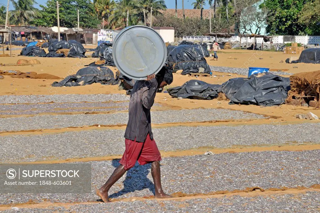 Singhalese or Sinhalese man carrying a barrel with immersion cured fish, Negombo, Sri Lanka, South Asia, Asia