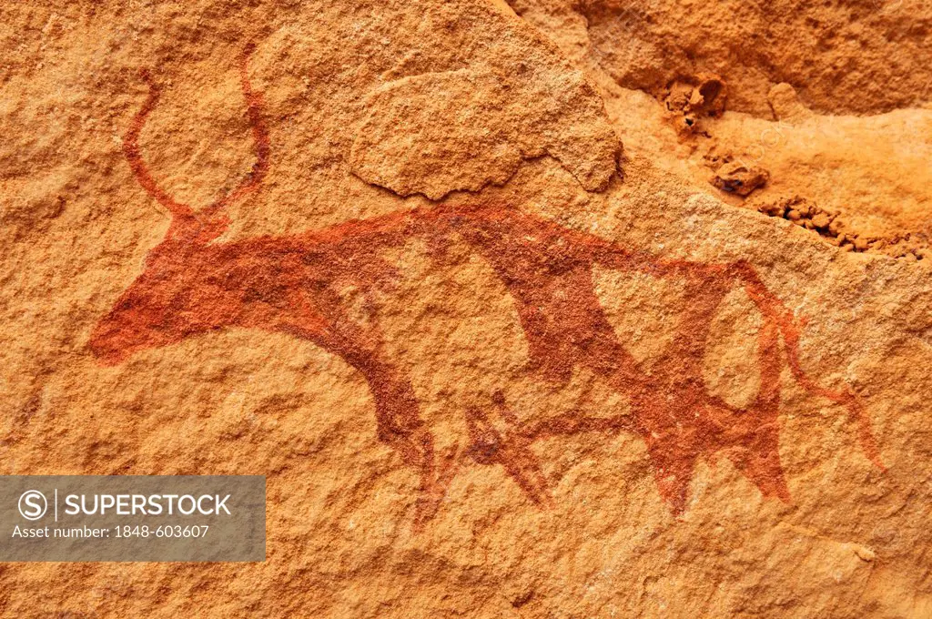 Painted cow, neolithic rock art at Tin Meskis, Adrar N'Ahnet, Algeria, Sahara, North Africa