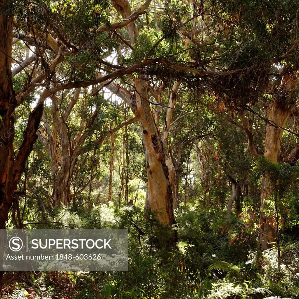 Eucalyptus forest, Leeuwin-Naturaliste National Park, Augusta, Western Australia, Australia