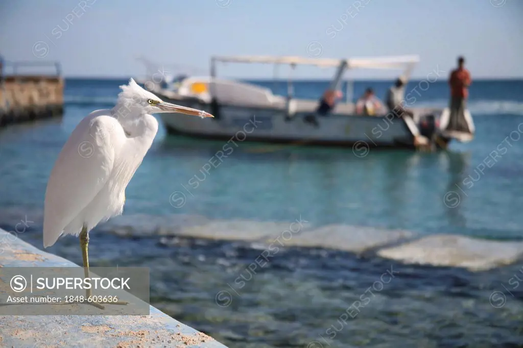 Heron and a fishing boat, Hurghada, Egypt, Red Sea, Africa