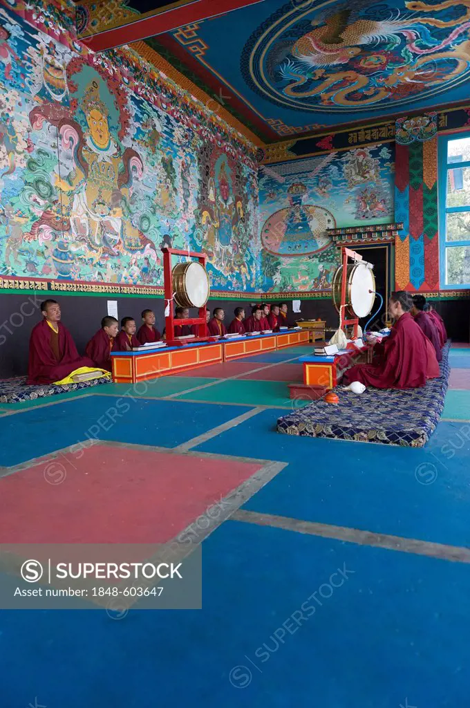 Monks at prayer, Tawang Khinmey Nyingma Monastery near Tawang, Arunachal Pradesh, India, Asia