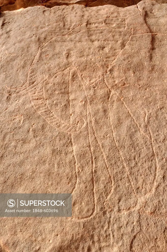 Elephant engraving, neolithic rock art of the Tadrart, Tassili n'Ajjer National Park, Unesco World Heritage Site, Algeria, Sahara, North Africa