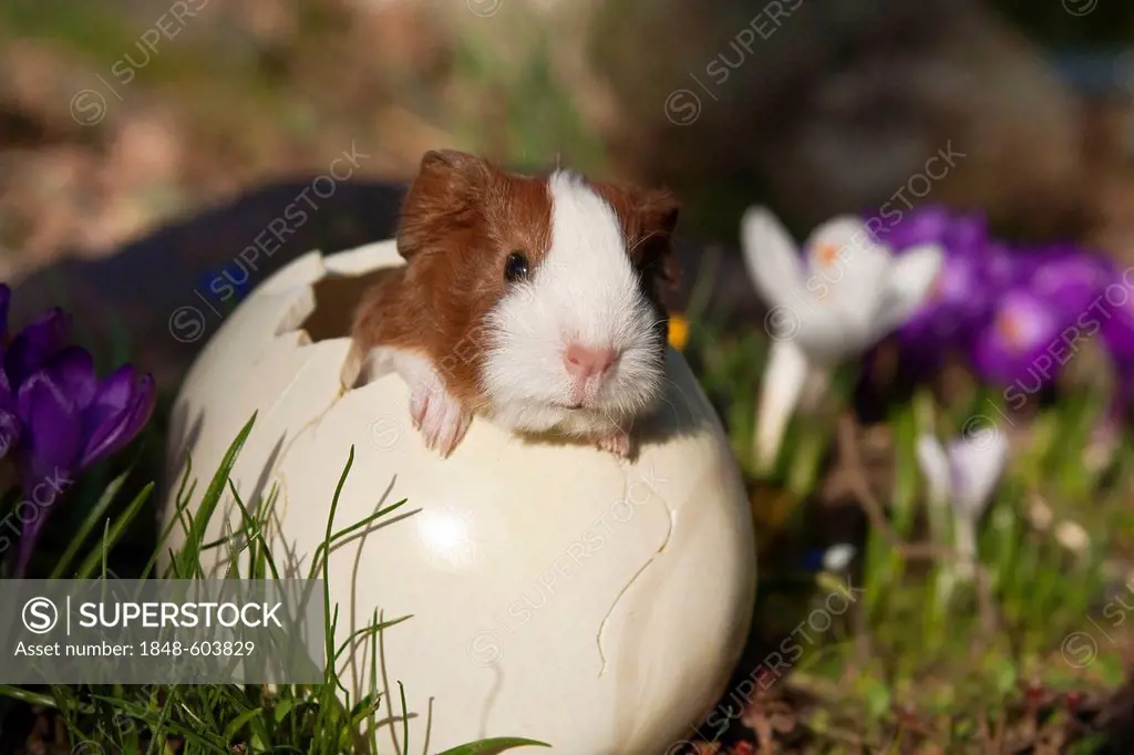 Young guinea pig (Cavia porcellus) in an egg in spring