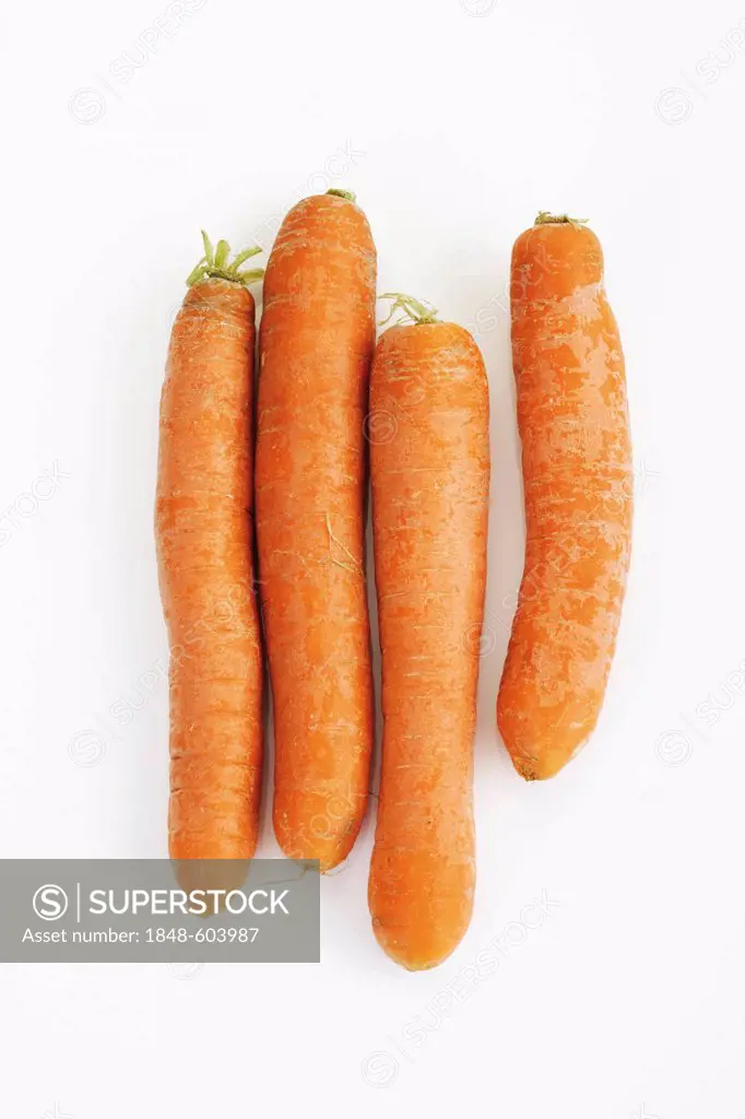 Red carrots (Daucus carota)