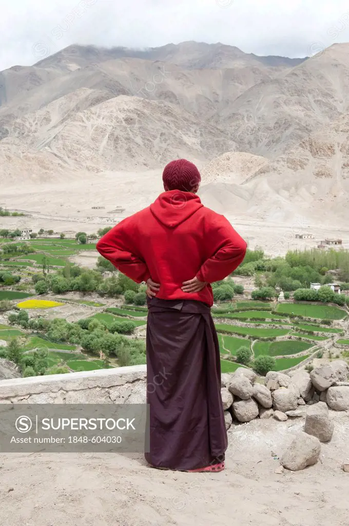 Tibetan Buddhism, monk standing up and looks into the green valley, Chemre Gompa Monastery near Leh, Ladakh district, Jammu and Kashmir, India, South ...