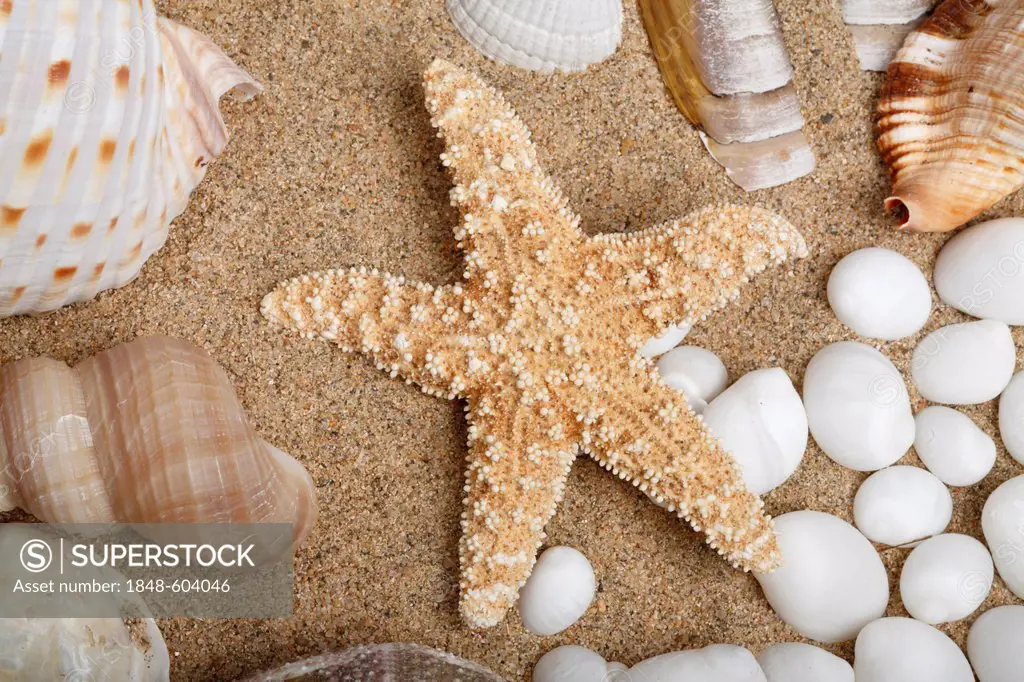 Starfish between shells on sand