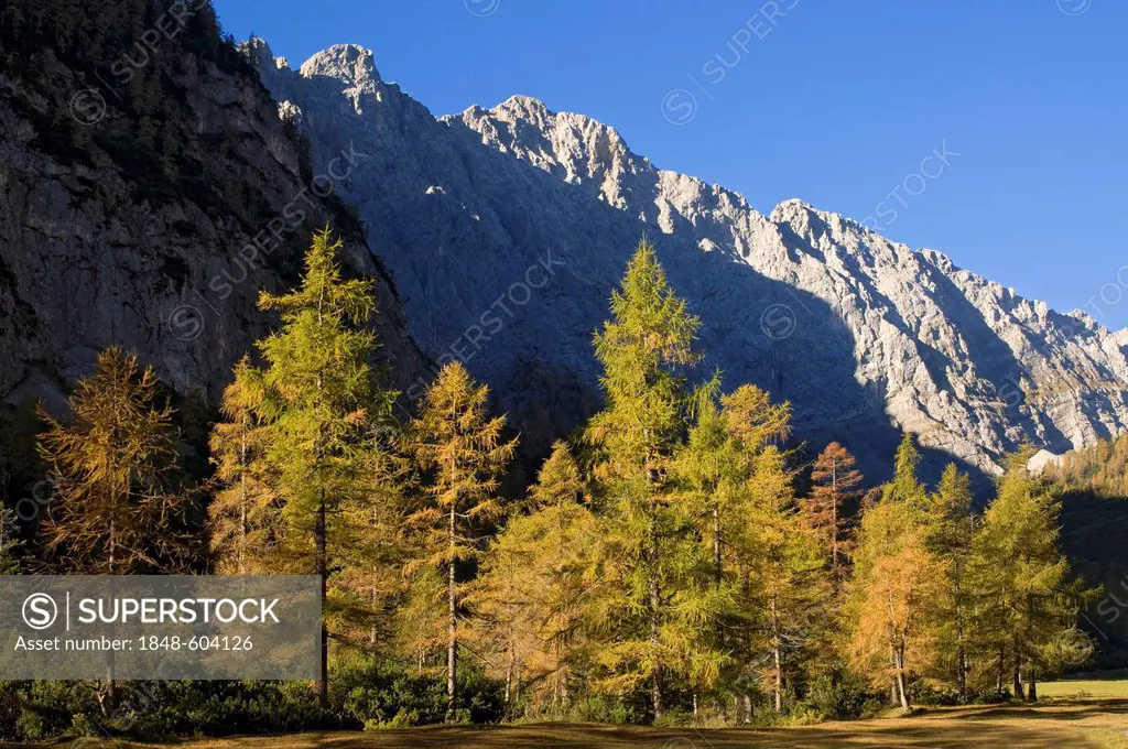 European Larch (Larix decidua), Stallen Valley, Karwendel Mountains, Tyrol, Austria, Europe
