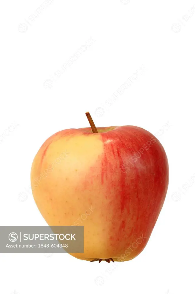 Apple (Malus), Koerler Edelapfel cultivar