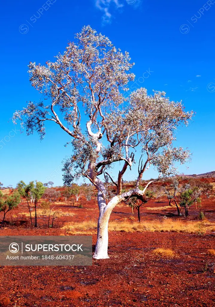 Eucalyptus Gum Tree (Eucalyptus), Karijini National Park, Pilbara, Western Australia, Australia