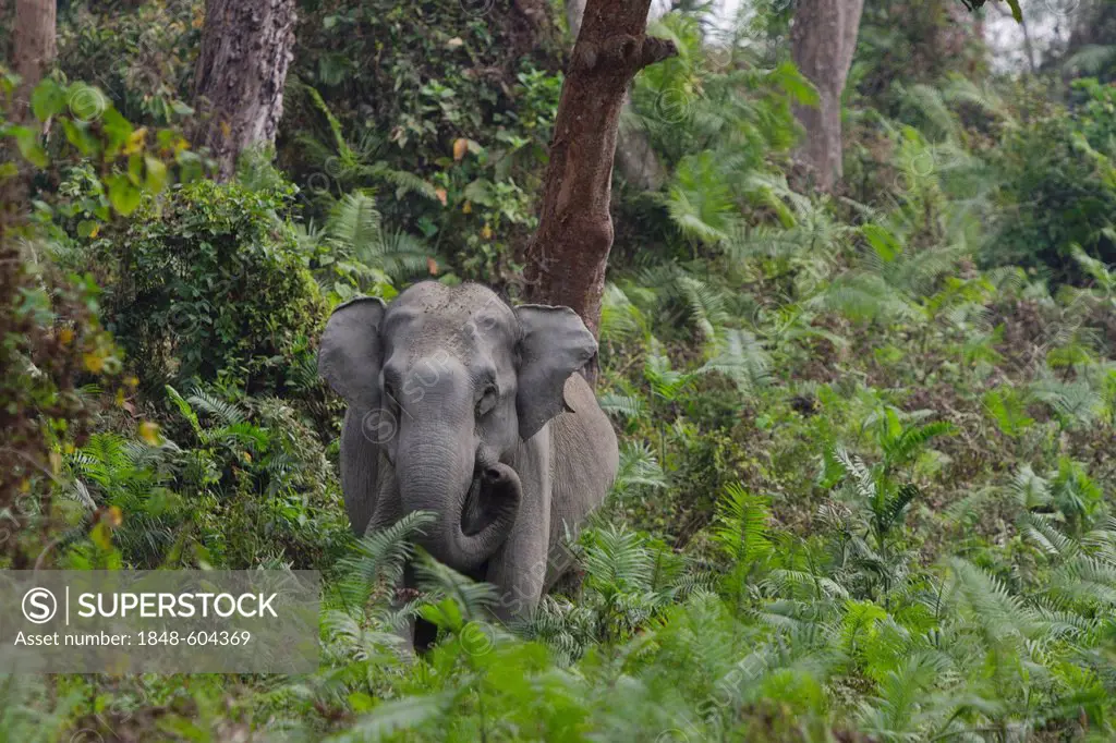 Elephant (Elephas maximus), in the forest, Kaziranga National Park, Assam, northeast India, India, Asia