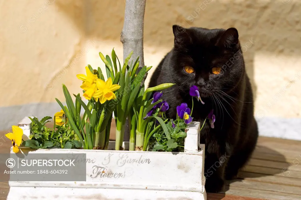 British short hair cat (Felis catus) with daffodils