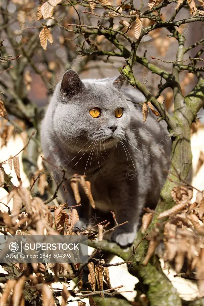British short hair cat (Felis catus)