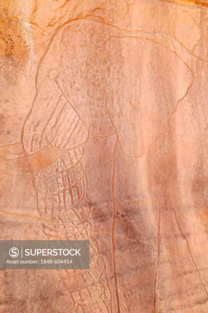 Neolithic rockart, elephant engraving, of the Acacus Mountains or Tadrart Acacus range, Tassili n'Ajjer National Park, Unesco World Heritage Site, Alg...