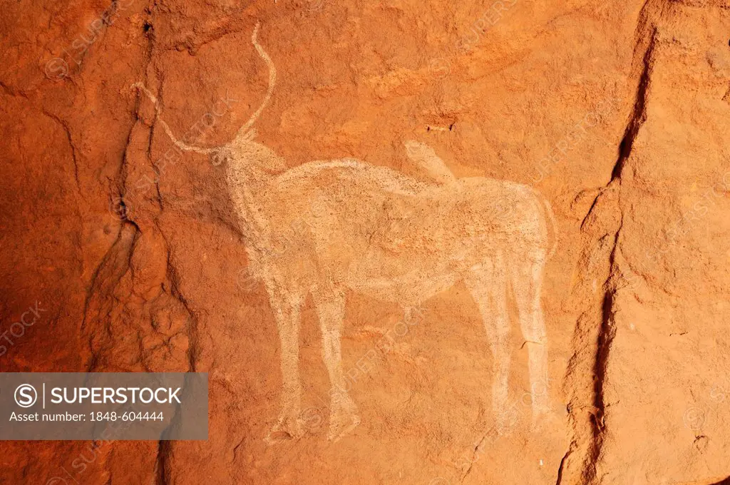 Painted cow, neolithic rockart of the Acacus Mountains or Tadrart Acacus range, Tassili n'Ajjer National Park, Unesco World Heritage Site, Algeria, Sa...