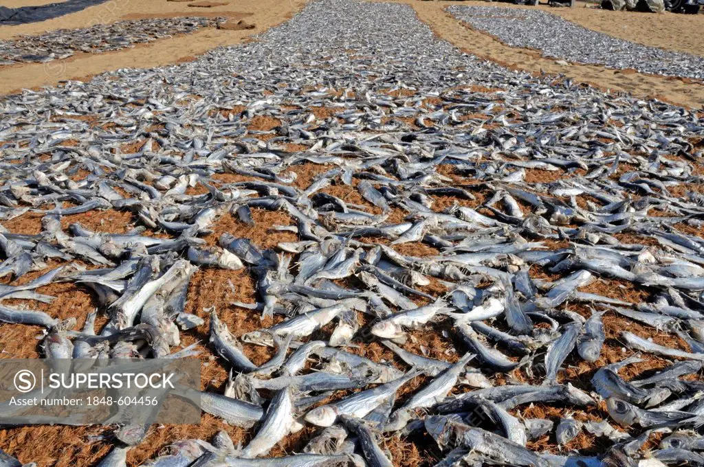 Dried fish, fish are placed on coconut mats on the beach for drying, Negombo, Sri Lanka, South Asia, Asia