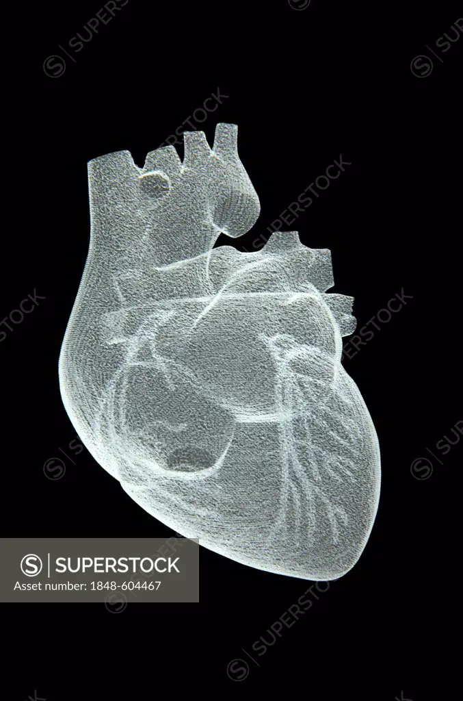 Heart, 3D view