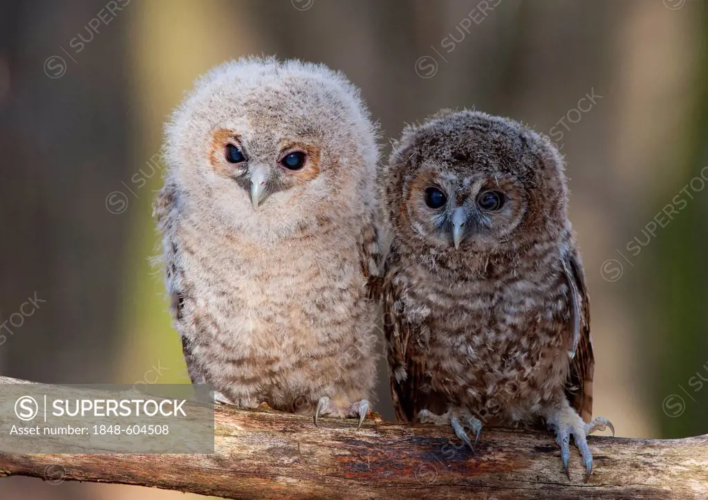 Tawny owls (Strix aluco)