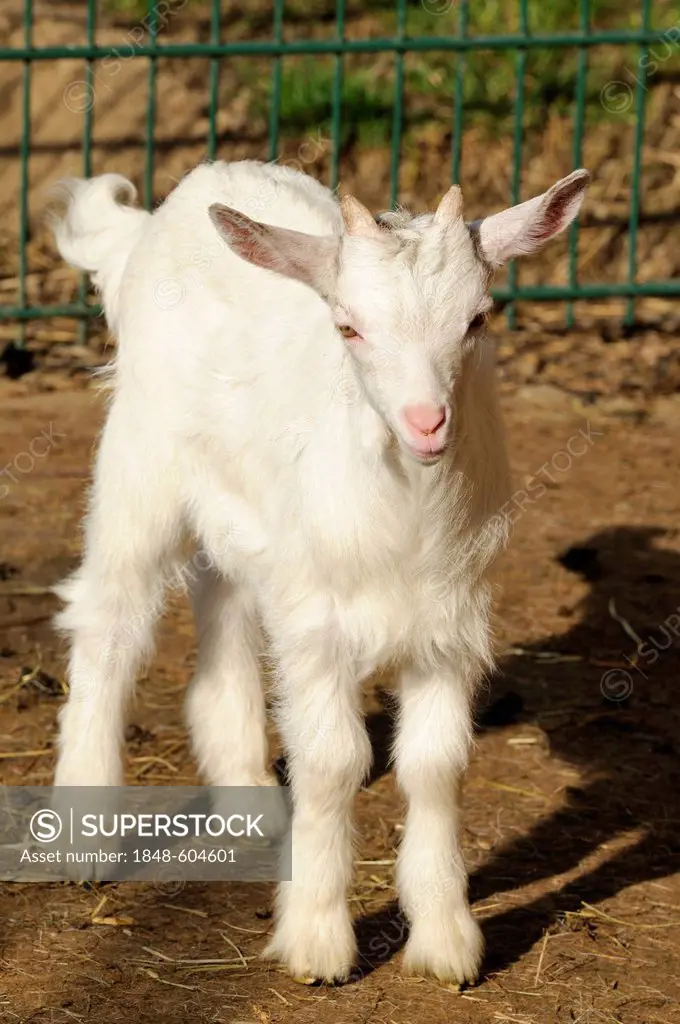 A young Girgentana goat (Capra aegagrus hircus)
