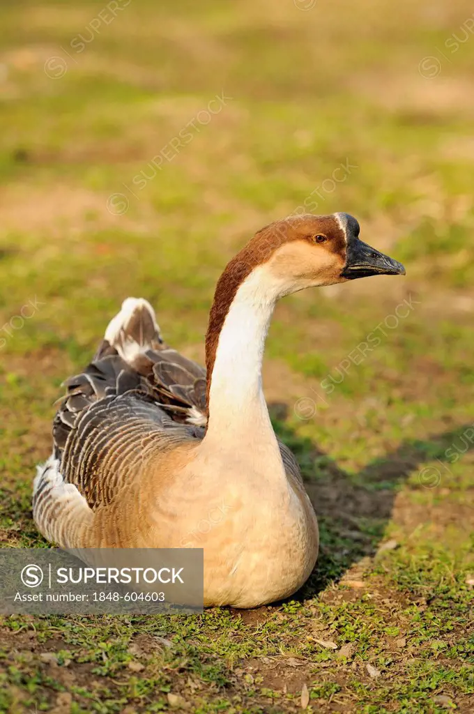 Chinese Goose (Anser cygnoides f. domestica)