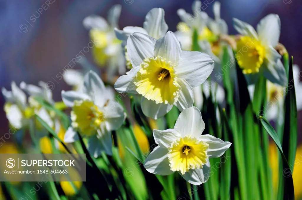 Daffodils (Narcissus pseudonarcissus)