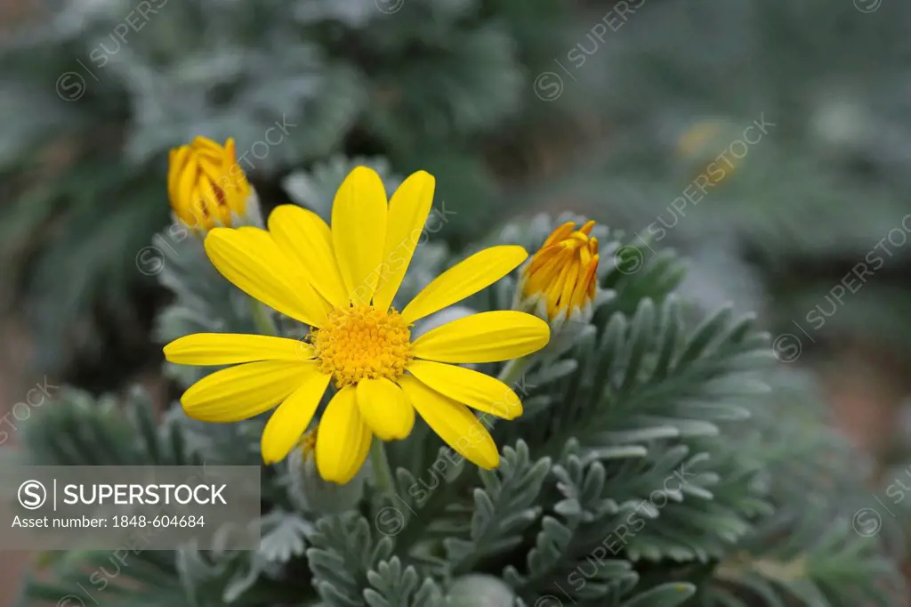 Euryops or Yellow Bush Daisy (Euryops pectinatus), flowering