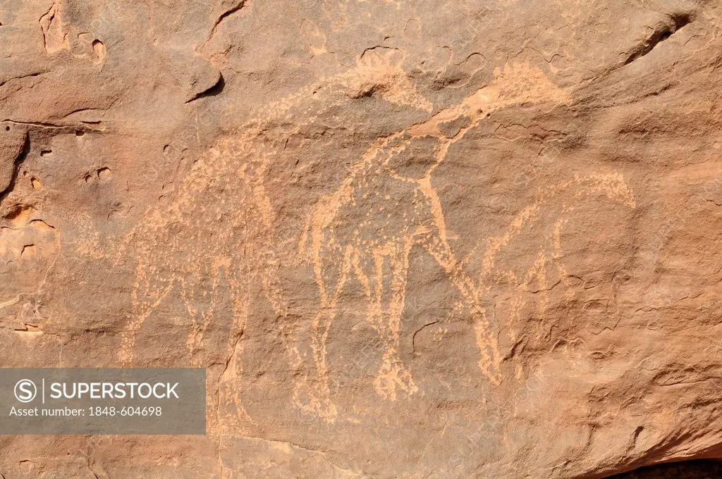 Giraffe engraving, neolithic rock art of the Tadrart, Tassili n'Ajjer National Park, Unesco World Heritage Site, Algeria, Sahara, North Africa