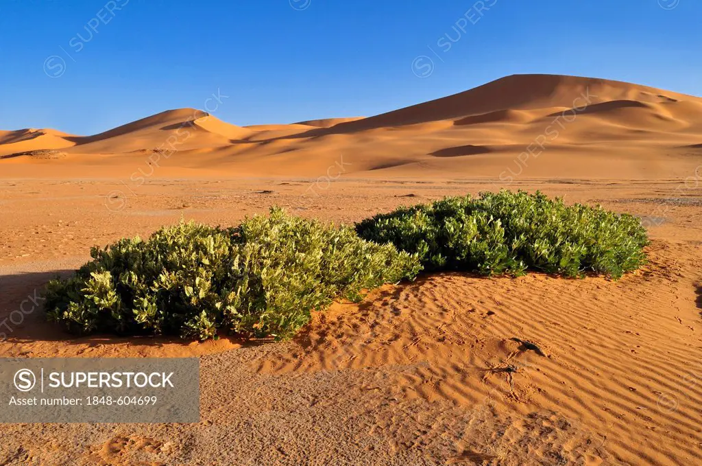 Sand dunes of In Tehak, Tadrart, Tassili n'Ajjer National Park, Unesco World Heritage Site, Algeria, Sahara, North Africa