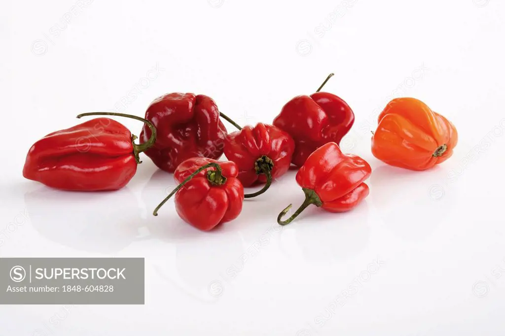Red Habanero chili (Capsicum chinense)