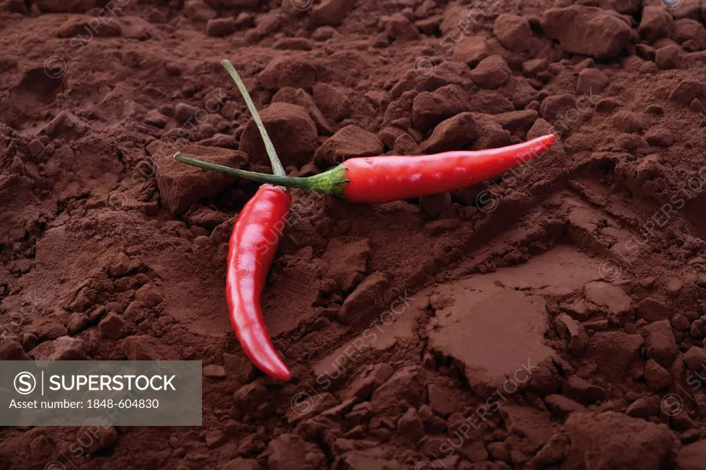 Two chili peppers on cocoa powder