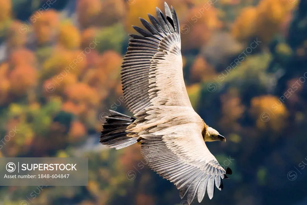 Griffon Vulture (Gyps fulvus), Gorges du Verdon, France, Europe