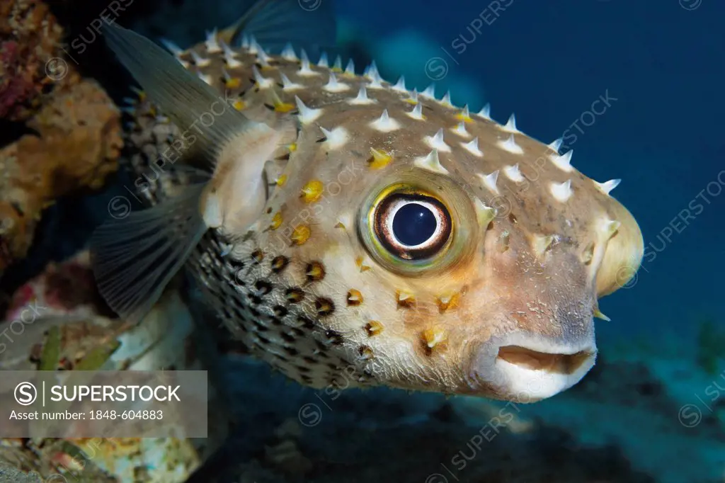Spotbase burrfish or yellowspotted burrfish (Cyclichthys spilostylus), Hashemite Kingdom of Jordan, JK, Red Sea, Western Asia