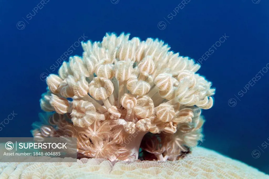 Xenia coral (Xenia sp.) grow on on brain coral, Hashemite Kingdom of Jordan, JK, Red Sea, Western Asia