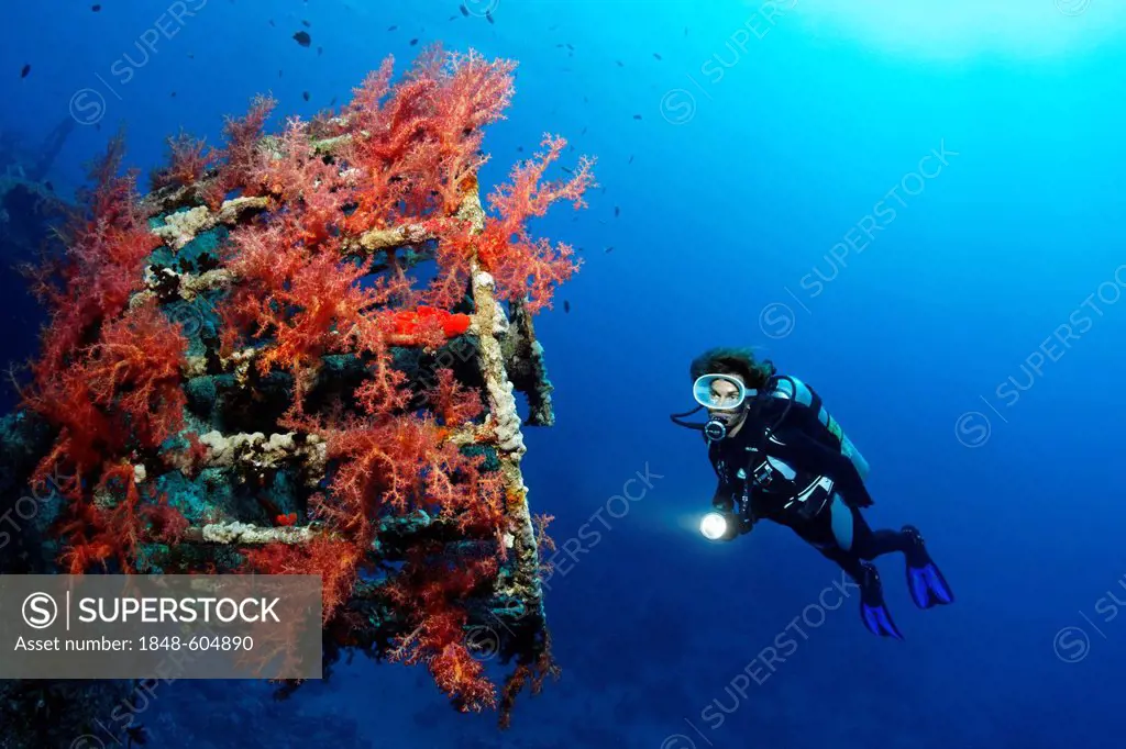 Diver at lookout overcrusted with Vibrant Broccoli coral (Dendronephthya klunzingeri), shipwreck, Cedar Pride, Red Sea, Hashemite Kingdom of Jordan, J...