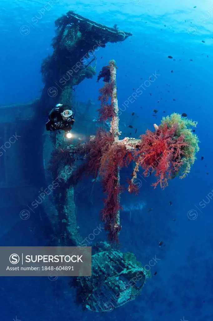Diver at mast of awreck, overgrown with Vibrant Broccoli coral (Dendronephthya klunzingeri), Cedar Pride, Red Sea, Hashemite Kingdom of Jordan, JK, We...