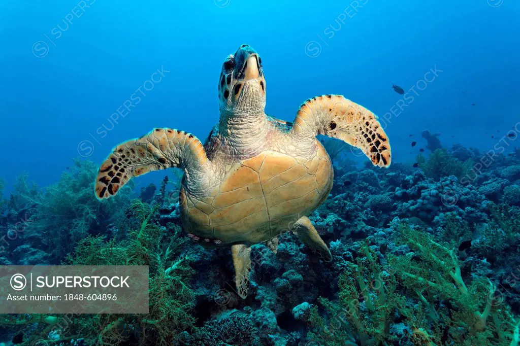 Hawksbill sea turtle (Eretmochelys imbricata), head on, coral reef, Hashemite Kingdom of Jordan, JK, Red Sea, Western Asia