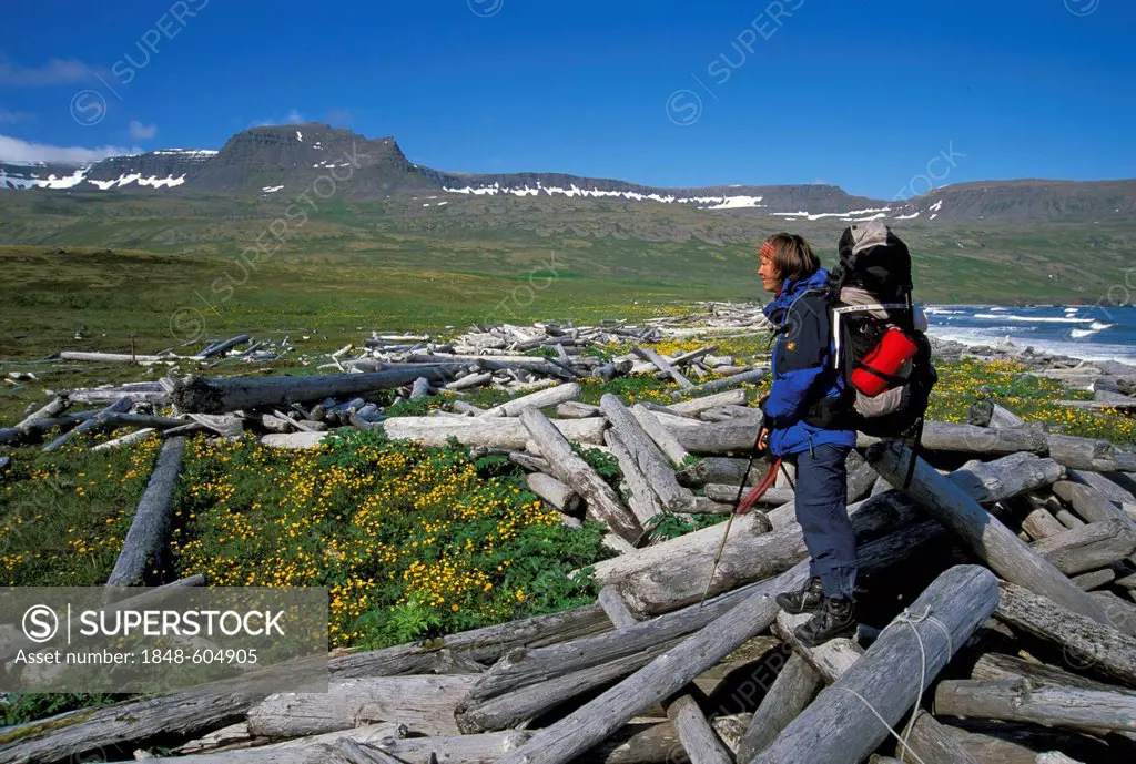 Hornstrandir peninsula, a hiking paradise, West Fjords, Iceland, Europe