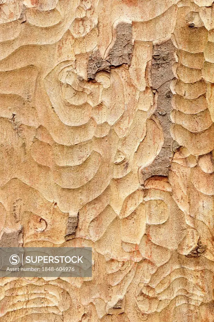 Sycamore maple (Acer pseudoplatanus), bark, North Rhine-Westphalia, Germany, Europe