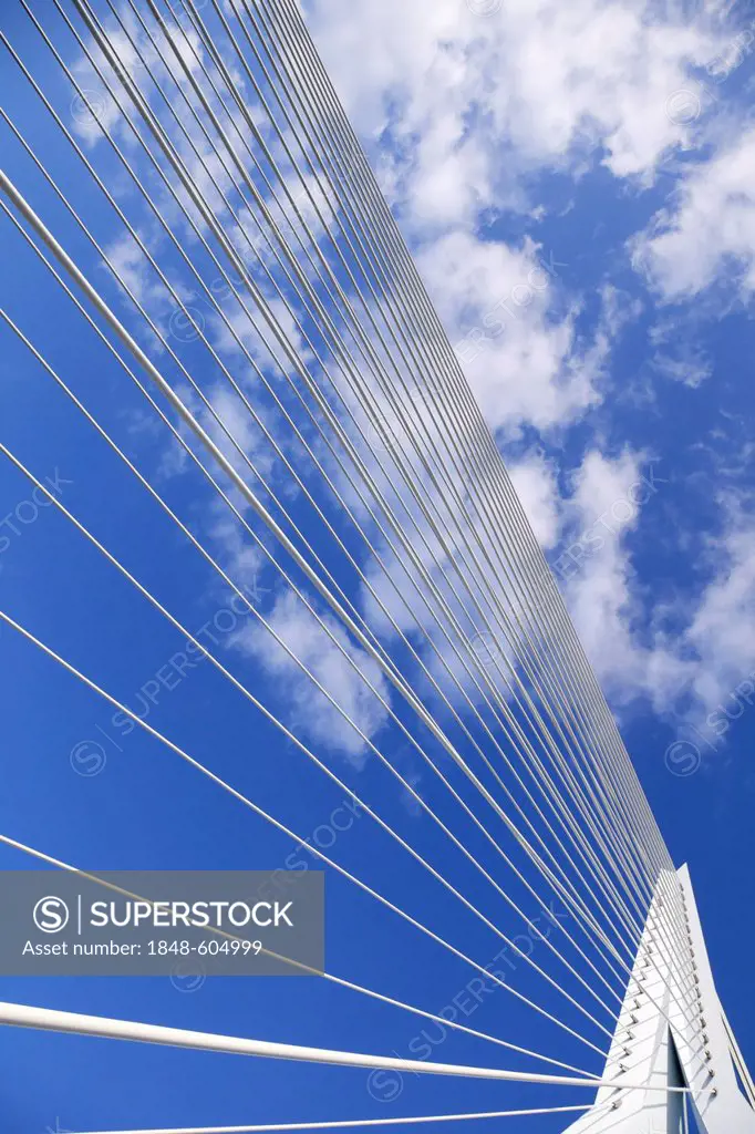 Support cables and pylon of a cable-stayed bridge, Erasmus Bridge, Rotterdam, Holland, Netherlands, Europe