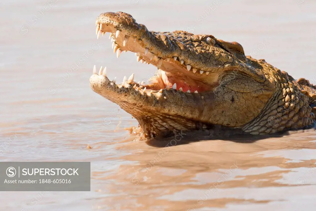 Nile crocodile (Crocodylus niloticus) in water, Tshukudu Game Lodge, Hoedspruit, Greater Kruger National Park, Limpopo Province, South Africa, Africa