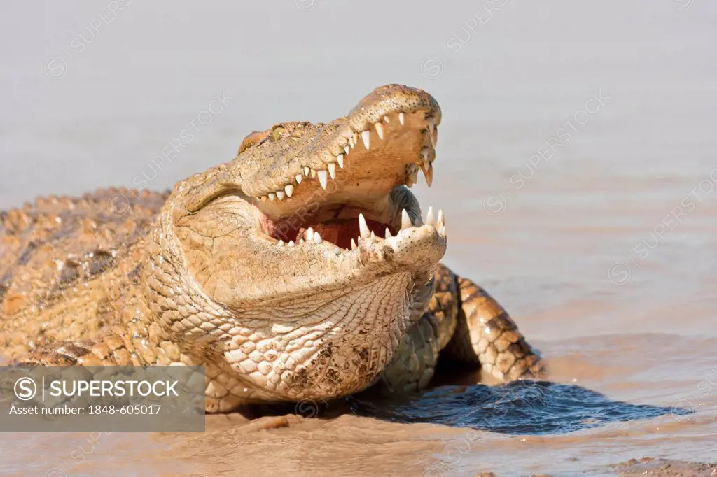 Nile crocodile (Crocodylus niloticus) feeding on the edge of the water hole, Tshukudu Game Lodge, Hoedspruit, Greater Kruger National Park, Limpopo Pr...