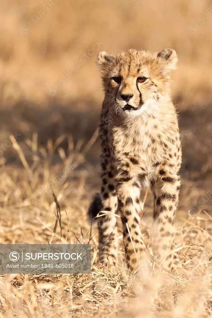 Young Cheetah (Acinonyx jubatus) in the bush, Tshukudu Game Lodge, Hoedspruit, Greater Kruger National Park, Limpopo Province, South Africa, Africa