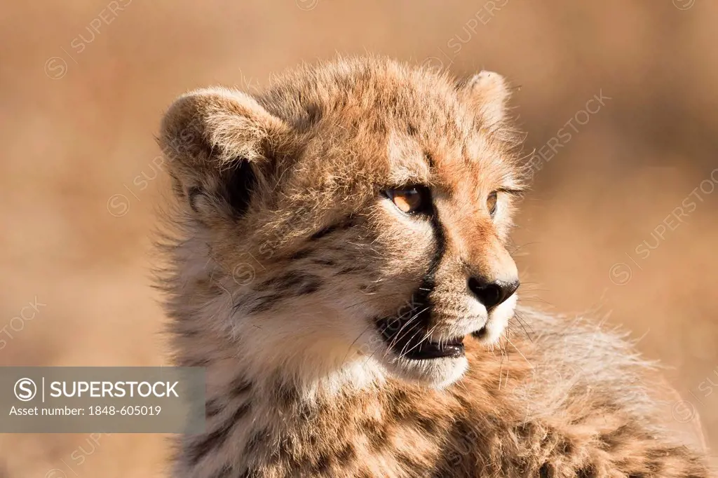 Young Cheetah (Acinonyx jubatus), portrait, Tshukudu Game Lodge, Hoedspruit, Greater Kruger National Park, Limpopo Province, South Africa, Africa