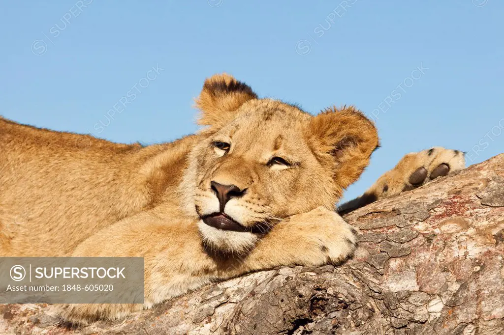 Lion (Panthera leo), tired cub, Tshukudu Game Lodge, Hoedspruit, Greater Kruger National Park, Limpopo Province, South Africa, Africa