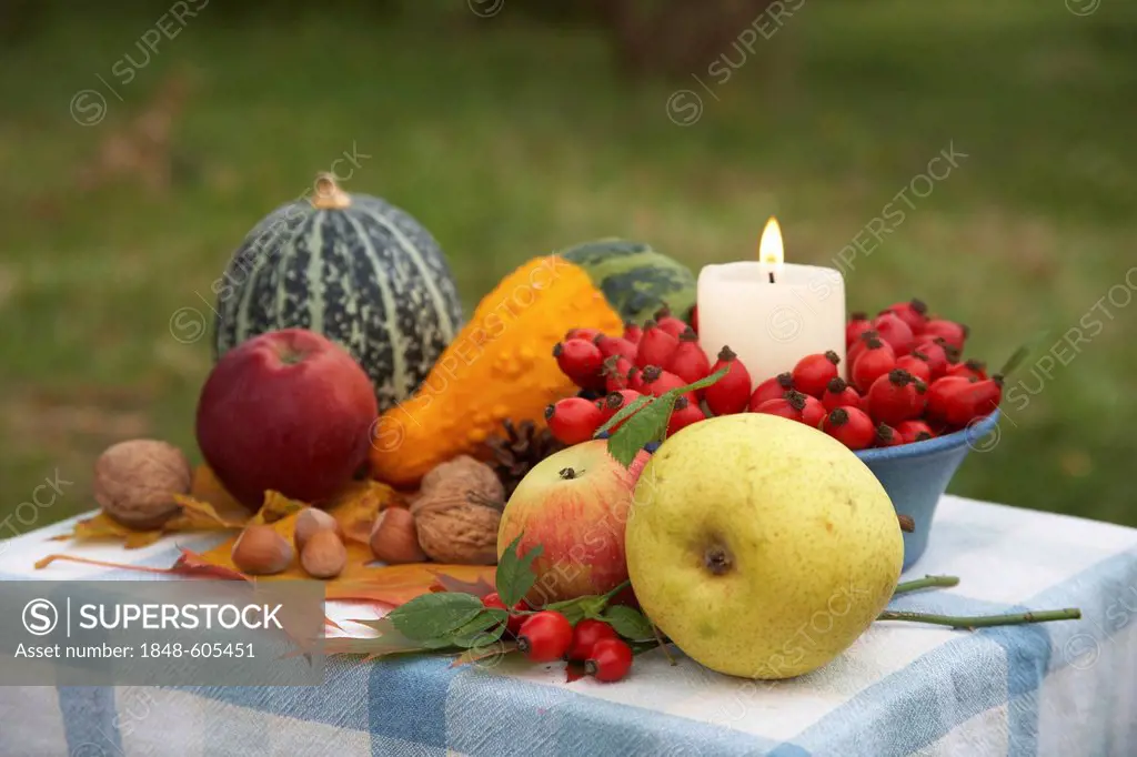 Thanksgiving table with candle, rose hips, ornamental pumpkins, apples, pears and nuts, colorful leaves